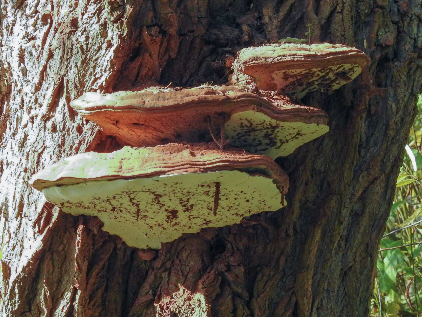 Welke paddestoel aan de boom